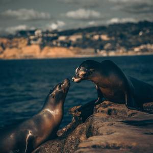 蓝莓破解版最新版本更新内容
